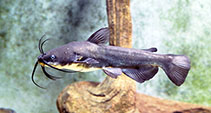 Image of Ameiurus melas (Black bullhead)