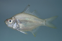 Image of Ambassis nalua (Scalloped perchlet)