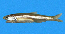 Image of Anchoa argentivittata (Regan\