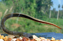 Image of Anguilla bicolor (Indonesian shortfin eel)