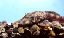 Image of Ancistrus triradiatus 