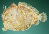 Image of Antennatus linearis (Pygmy anglerfish)