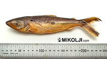 Image of Anodus orinocensis 