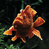 Image of Antennarius pictus (Painted frogfish)