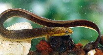 Image of Anguilla reinhardtii (Speckled longfin eel)