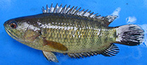 Image of Anabas testudineus (Climbing perch)