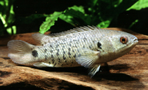 Image of Anabas testudineus (Climbing perch)