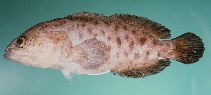 Image of Aporops bilinearis (Blotched podge)