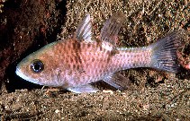 Image of Pristicon trimaculatus (Three-spot cardinalfish)