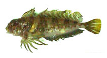 Image of Archistes biseriatus (Scaled sculpin)