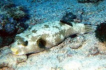 Image of Arothron immaculatus (Immaculate puffer)