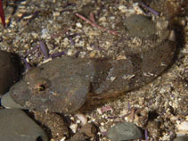 Image of Artedius lateralis (Smoothhead sculpin)