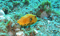 Image of Arothron stellatus (Stellate puffer)