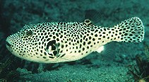 Image of Arothron stellatus (Stellate puffer)