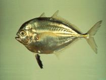 Image of Atropus atropos (Cleftbelly trevally)