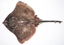 Image of Atlantoraja castelnaui (Spotback skate)