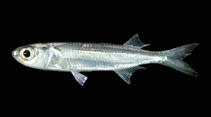 Image of Doboatherina duodecimalis (Tropical silverside)