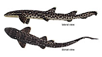 Image of Atelomycterus erdmanni (Spotted-belly catshark)