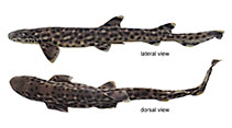 Image of Atelomycterus erdmanni (Spotted-belly catshark)