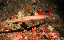 Image of Aulostomus chinensis (Chinese trumpetfish)