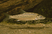 Image of Aulopyge huegelii (Dalmatian barbelgudgeon)