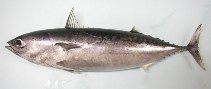 Image of Auxis thazard (Frigate tuna)