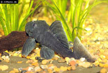 Image of Baryancistrus beggini (Blue panaque)