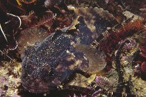 Image of Chatrabus felinus (Pleated toadfish)