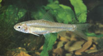 Image of Enteromius innocens (Inconspicious barb)