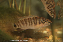 Image of Badis juergenschmidti 