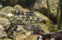 Image of Bathygobius soporator (Frillfin goby)