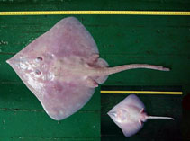 Image of Bathyraja spinicauda (Spinytail skate)