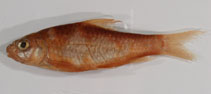 Image of Labeobarbus versluysii 