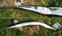 Image of Belone belone (Garfish)