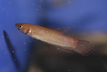 Image of Betta foerschi 