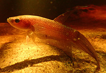 Image of Betta ibanorum 