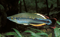 Image of Bedotia madagascariensis 