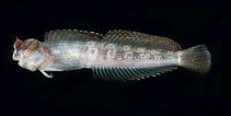 Image of Blenniella interrupta (Dashed-line blenny)