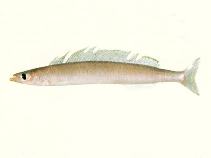 Image of Bleekeria viridianguilla (Tropical Pacific sandlance)