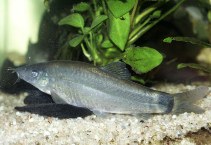 Image of Yasuhikotakia lecontei (Silver loach)