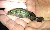 Image of Bostockia porosa (Nightfish)