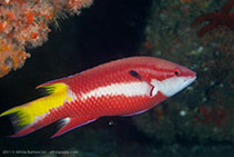 Image of Bodianus pulchellus (Spotfin hogfish)