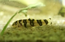 Image of Botia rostrata (Gangetic loach)