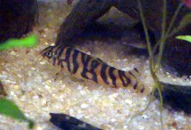 Image of Botia rostrata (Gangetic loach)