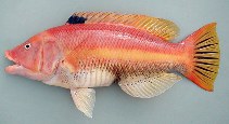 Image of Bodianus scrofa (Barred hogfish)