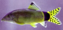 Image of Yasuhikotakia splendida 