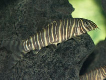 Image of Botia striata (Zebra loach)