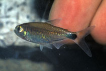 Image of Bryconalestes longipinnis (Longfin tetra)