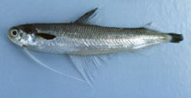 Image of Bregmaceros mcclellandi (Unicorn cod)