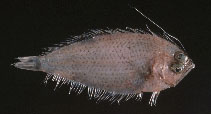 Image of Brachypleura novaezeelandiae (Yellow-dabbled flounder)